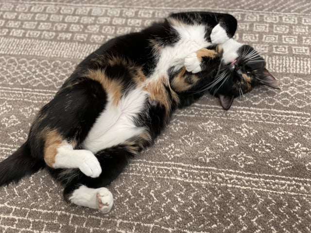 G BA 12 ST FORT 159225 6 日細細 會 庭園 阿豆回家