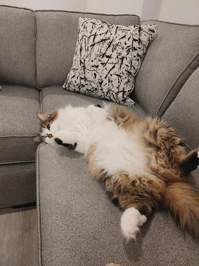 Cheezburger Image 10612481792