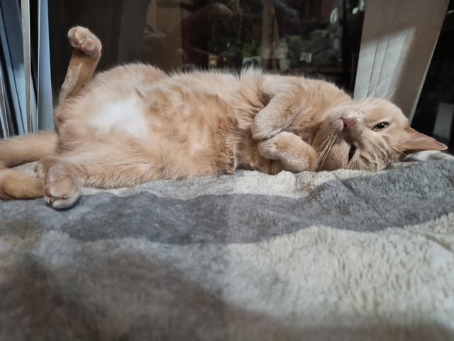 Cheezburger Image 10612483328