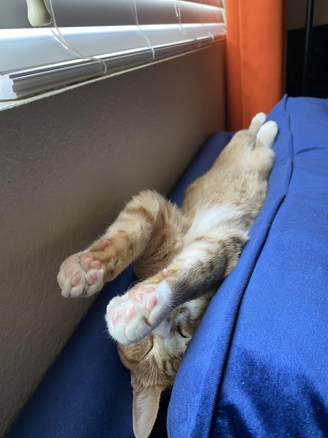 Cheezburger Image 10612485888