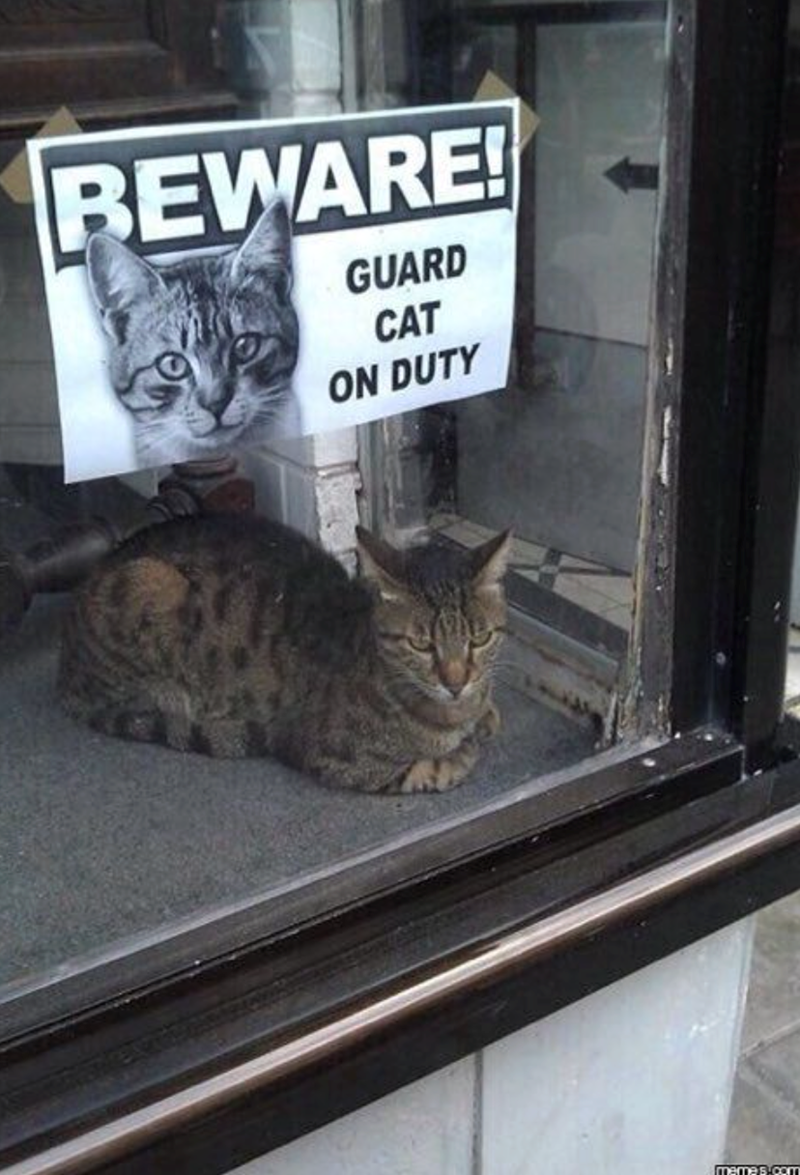 BEWARE! GUARD CAT ON DUTY memes.com