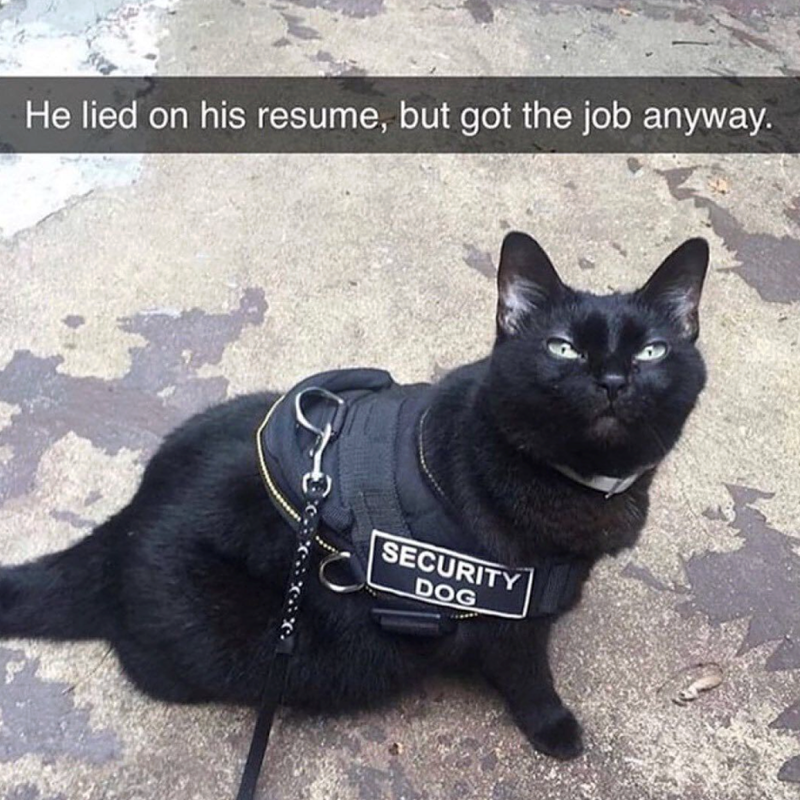 He lied on his resume, but got the job anyway. SECURITY DOG
