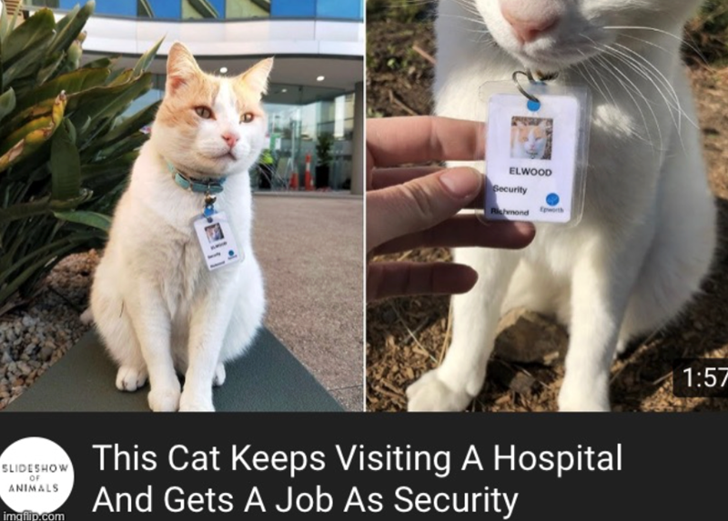 ELWOOD Security Richmond Epworth SLIDESHOW OF ANIMALS imgflip.com This Cat Keeps Visiting A Hospital And Gets A Job As Security 1:57