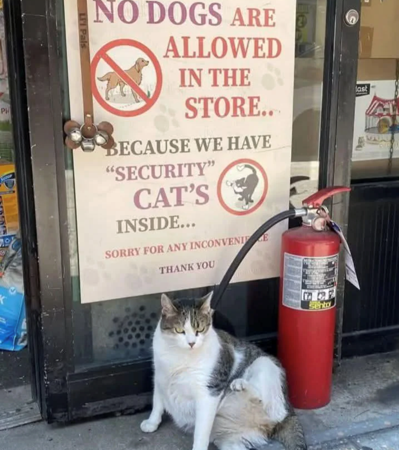 Pi LI'I Pals NO DOGS ARE ALLOWED IN THE STORE.. BECAUSE WE HAVE "SECURITY" CAT'S INSIDE... SORRY FOR ANY INCONVENIE THANK YOU last Sento EME