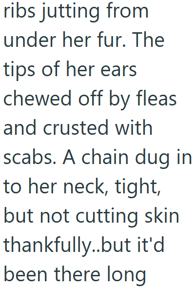 ribs jutting from under her fur. The tips of her ears chewed off by fleas and crusted with scabs. A chain dug in to her neck, tight, but not cutting skin thankfully..but it'd been there long