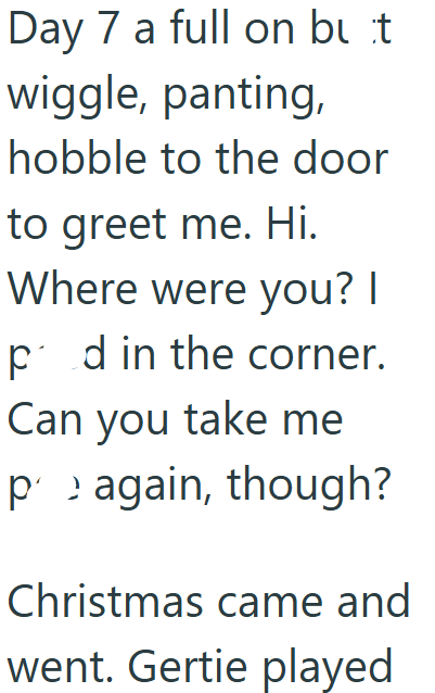 Day 7 a full on buit wiggle, panting, hobble to the door to greet me. Hi. Where were you? I pd in the corner. Can you take me p again, though? Christmas came and went. Gertie played