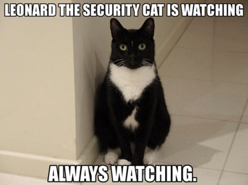 LEONARD THE SECURITY CAT IS WATCHING ALWAYS WATCHING.
