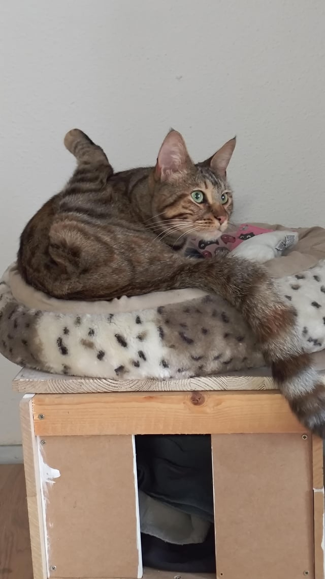 Cheezburger Image 10612527872