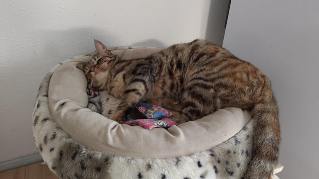 Cheezburger Image 10612528128