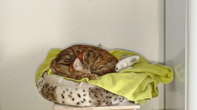 Cheezburger Image 10612529408