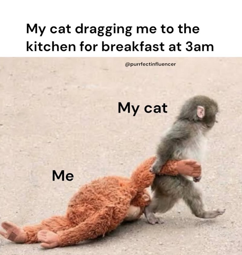 My cat dragging me to the kitchen for breakfast at 3am @purrfectinfluencer Me My cat