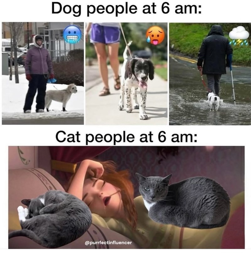 Dog people at 6 am: Cat people at 6 am: @purrfectinfluencer