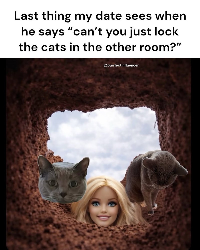 Last thing my date sees when he says "can't you just lock the cats in the other room?" @purrfectinfluencer