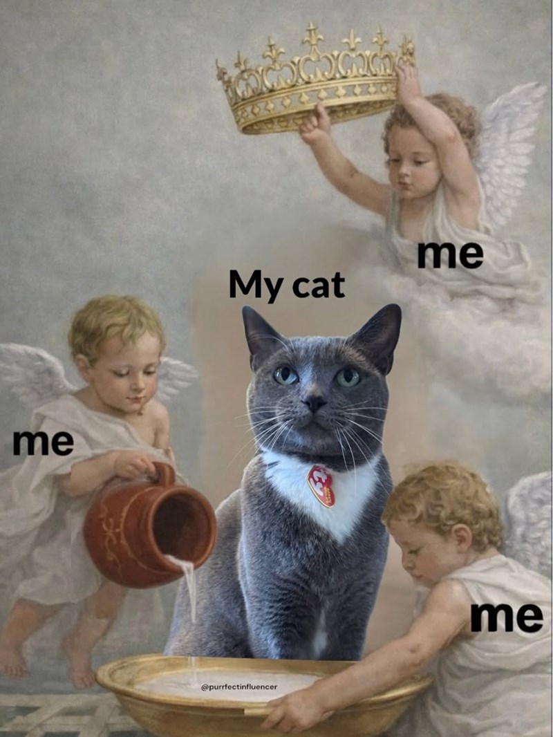 me My cat @purrfectinfluencer. me me