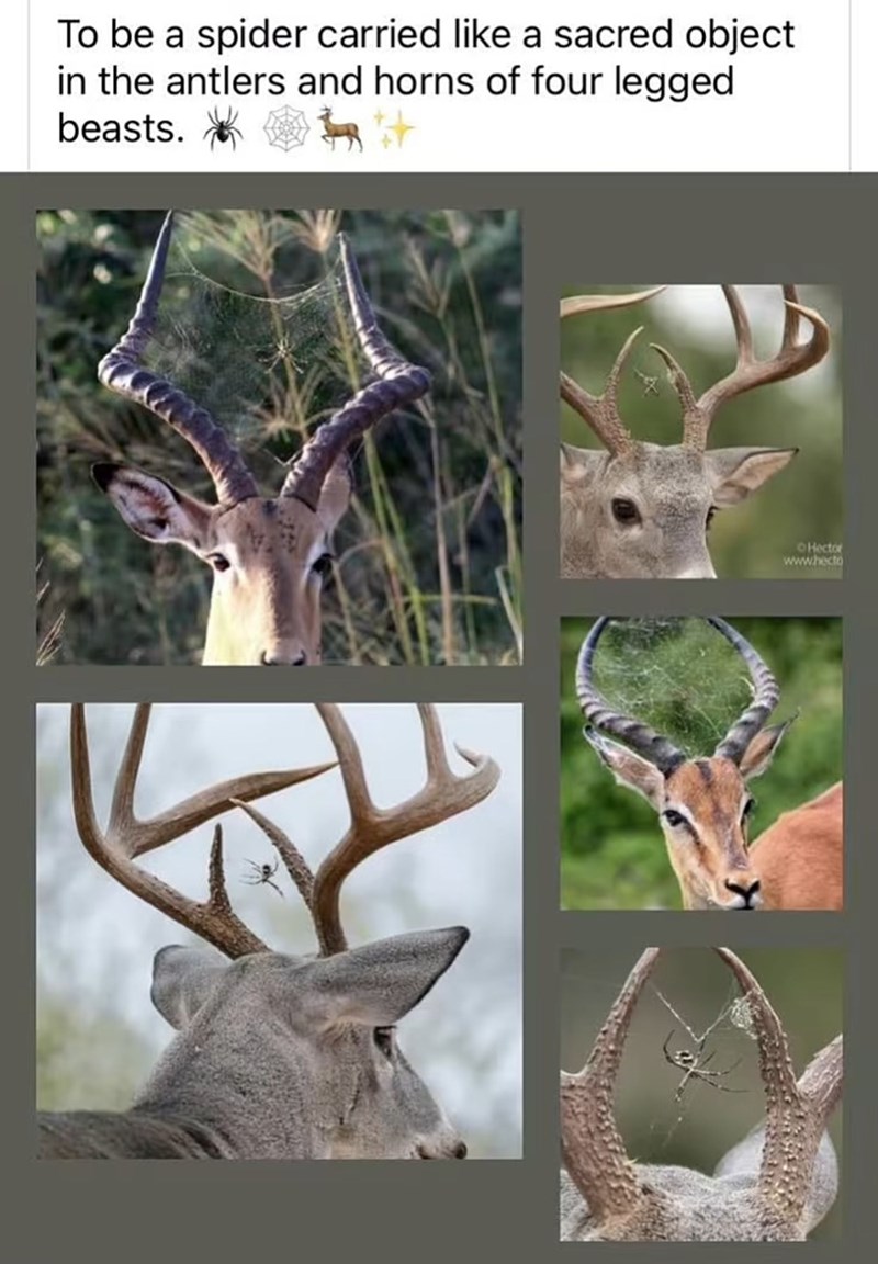 To be a spider carried like a sacred object in the antlers and horns of four legged beasts. Hector www.hecto