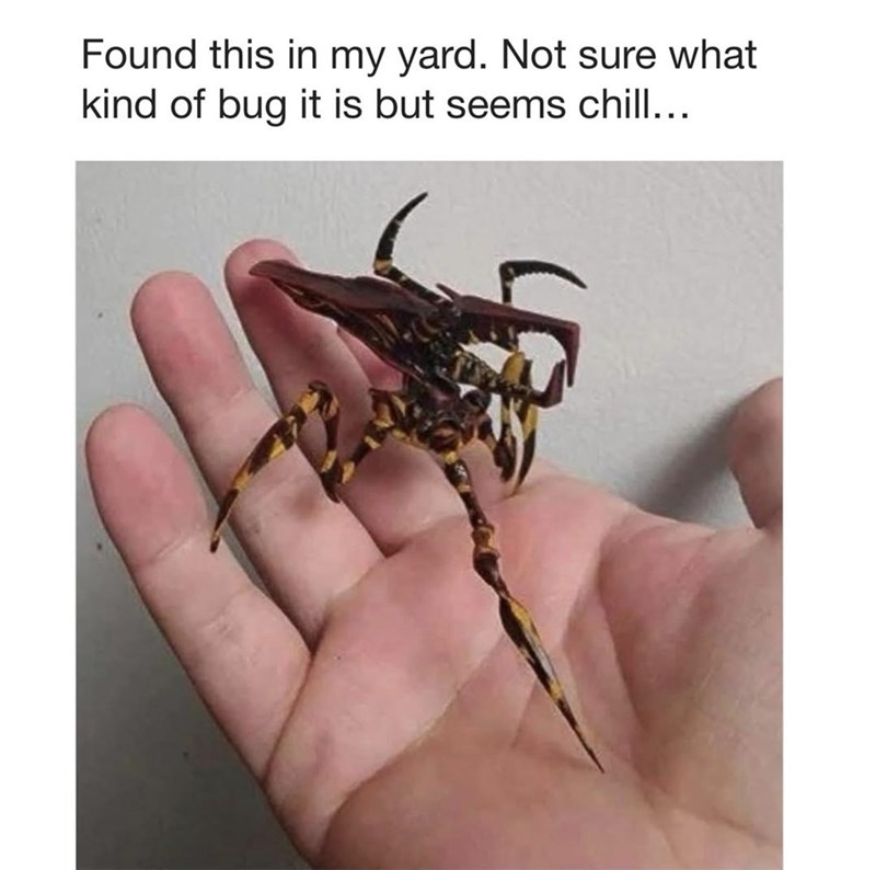 Found this in my yard. Not sure what kind of bug it is but seems chill...