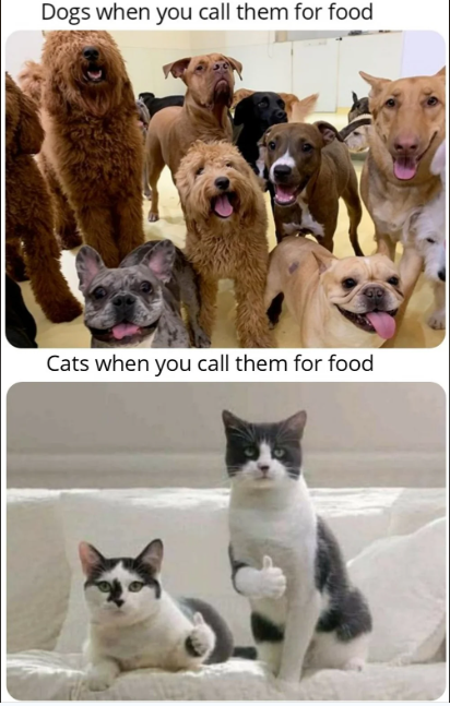 Dogs when you call them for food Cats when you call them for food