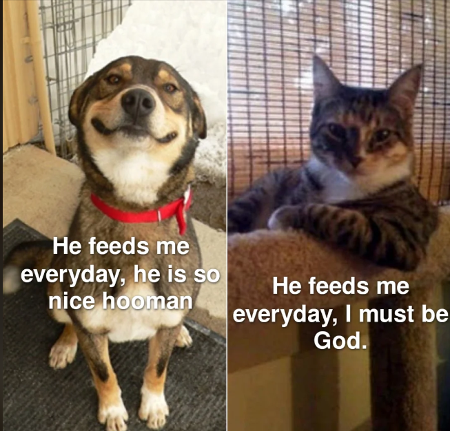 He feeds me everyday, he is so nice hooman He feeds me everyday, I must be God.