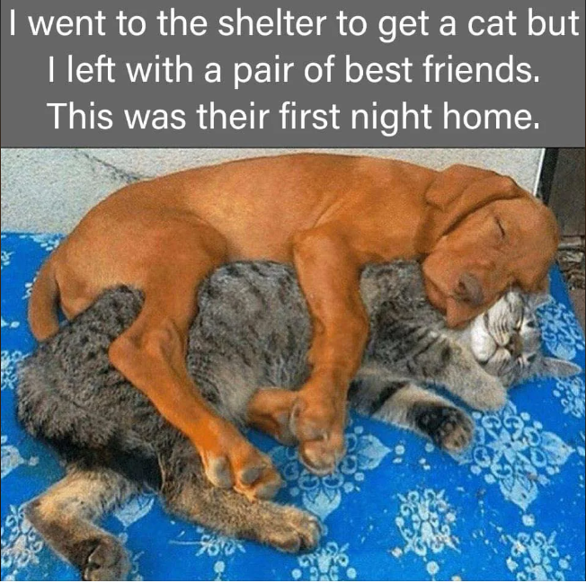 I went to the shelter to get a cat but I left with a pair of best friends. This was their first night home.