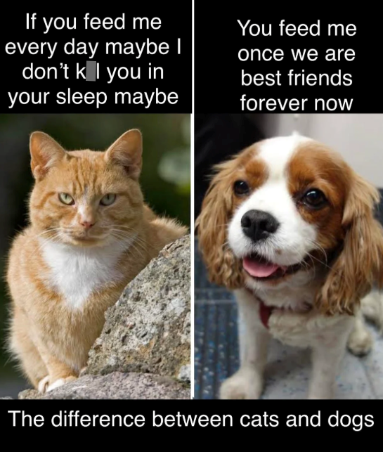 If you feed me every day maybe I You feed me once we are don't k I you in your sleep maybe best friends forever now The difference between cats and dogs