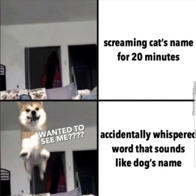 1111 screaming cat's name for 20 minutes Memeenter WANTED TO SEE ME???? accidentally whispered word that sounds like dog's name