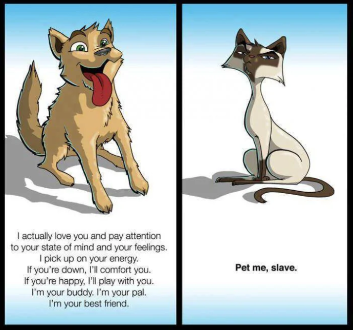 I actually love you and pay attention to your state of mind and your feelings. I pick up on your energy. If you're down, I'll comfort you. If you're happy, I'll play with you. I'm your buddy. I'm your pal. I'm your best friend. Pet me, slave.
