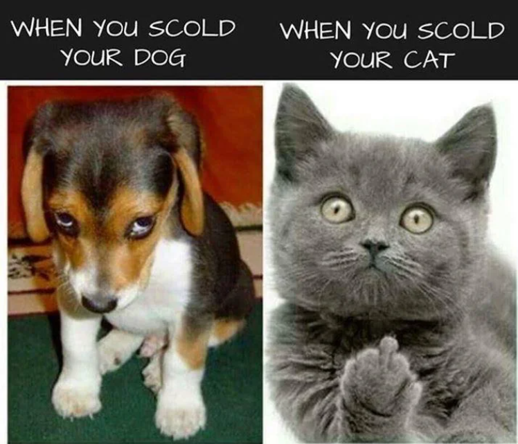 WHEN YOU SCOLD YOUR DOG WHEN YOU SCOLD YOUR CAT