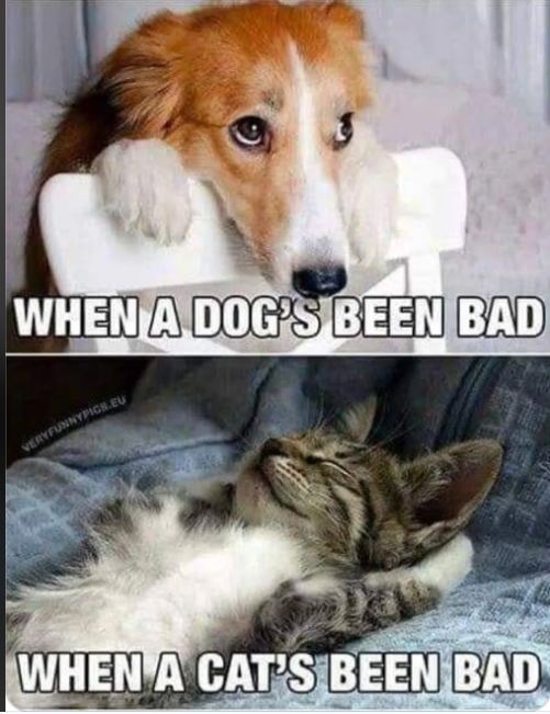 WHEN A DOG'S BEEN BAD NYPICS.EU VERYFUNNYPI WHEN A CAT'S BEEN BAD