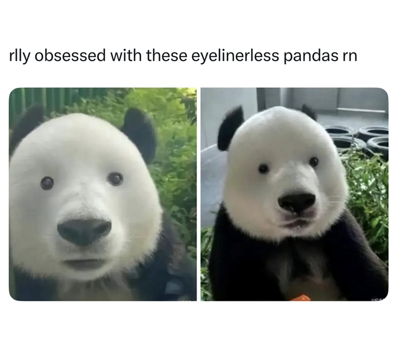 Cheezburger Image 10612634880