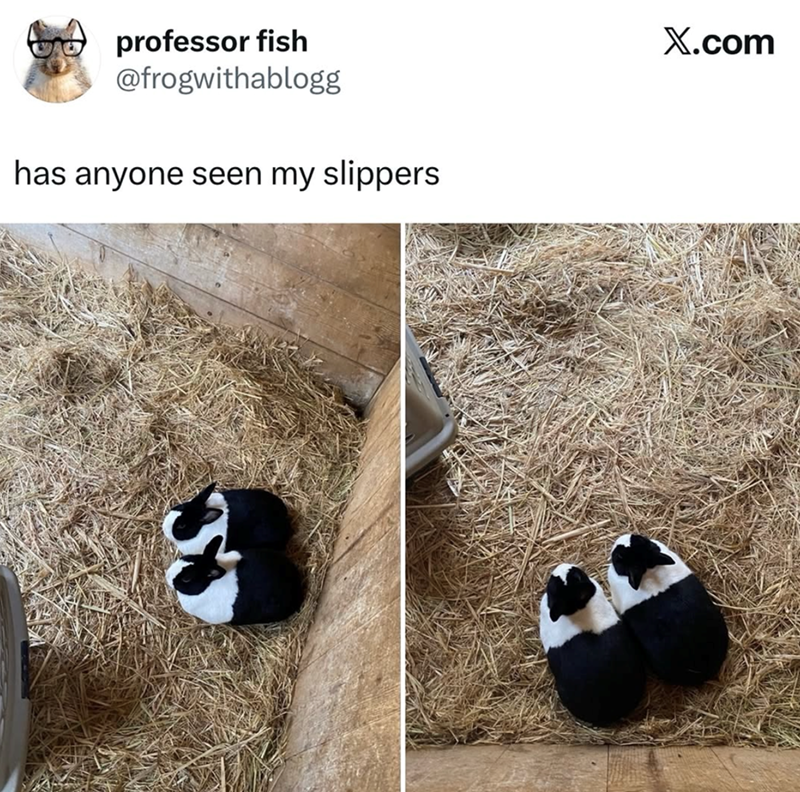 professor fish @frogwithablogg has anyone seen my slippers 30 X.com