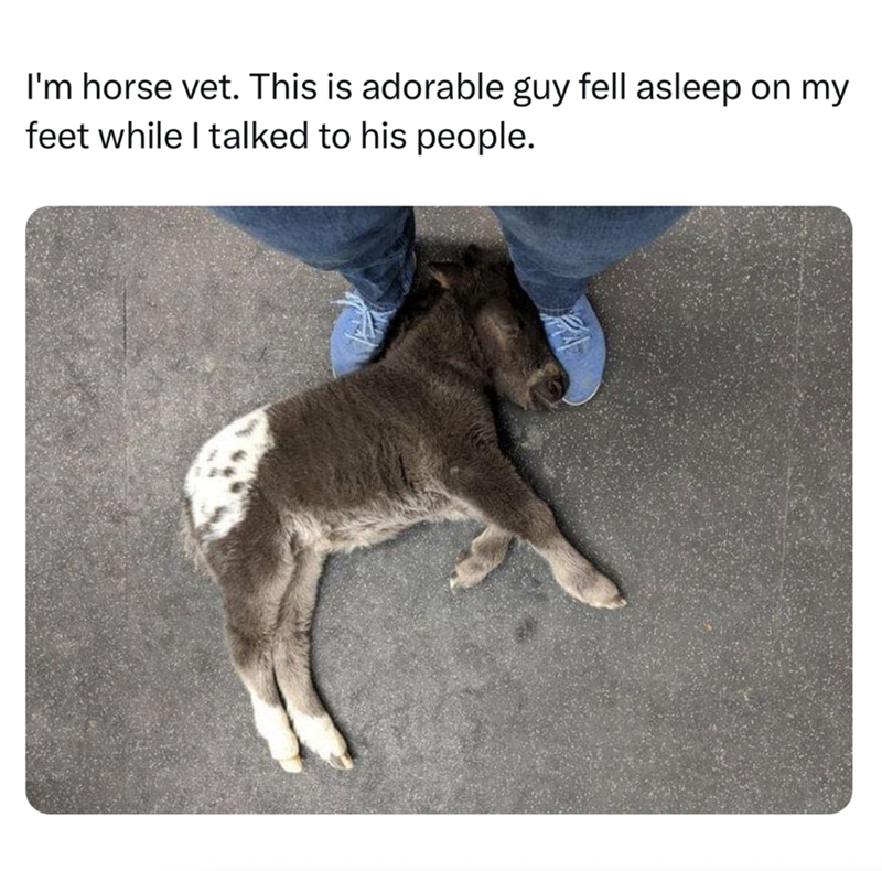 I'm horse vet. This is adorable guy fell asleep on my feet while I talked to his people.