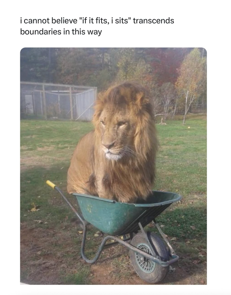 i cannot believe "if it fits, i sits" transcends boundaries in this way