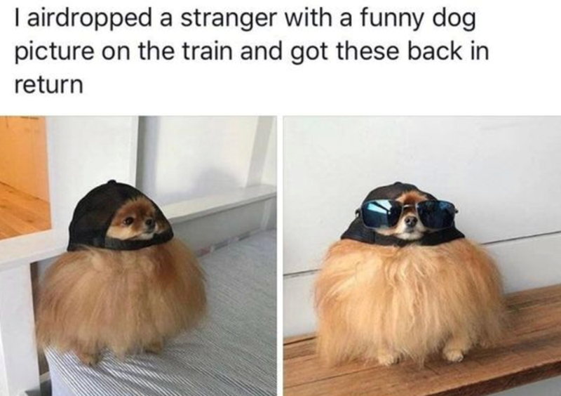 I airdropped a stranger with a funny dog picture on the train and got these back in return