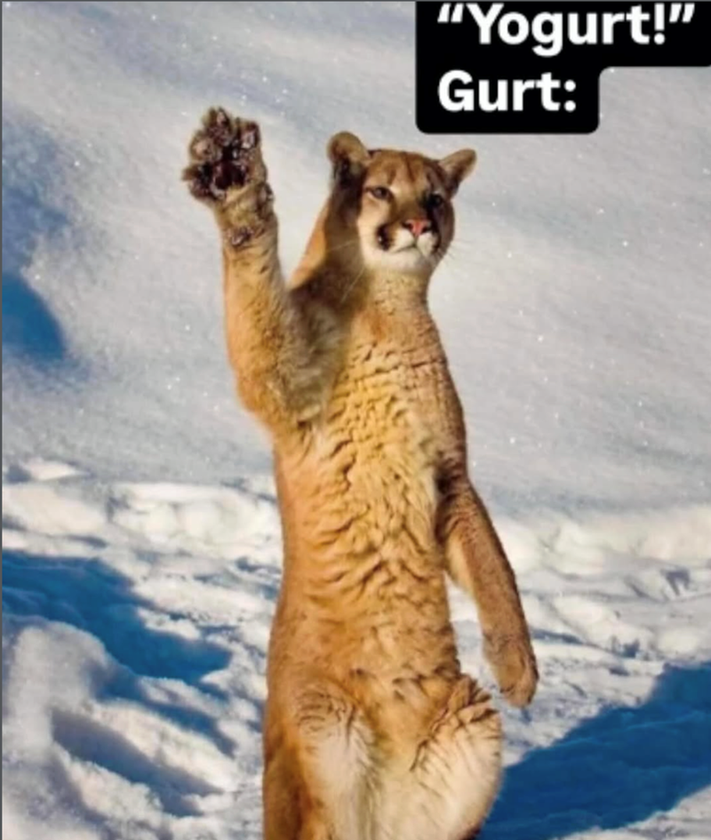 "Yogurt!" Gurt: