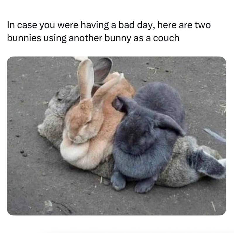 In case you were having a bad day, here are two bunnies using another bunny as a couch