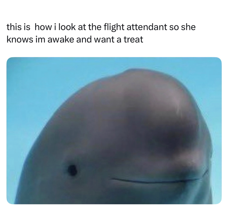 this is how i look at the flight attendant so she knows im awake and want a treat
