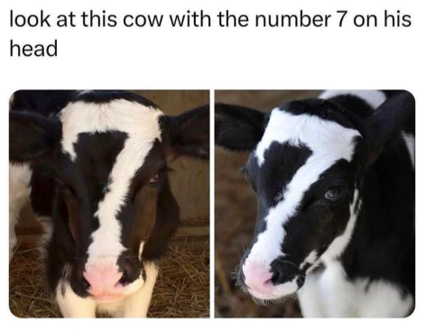 look at this cow with the number 7 on his head