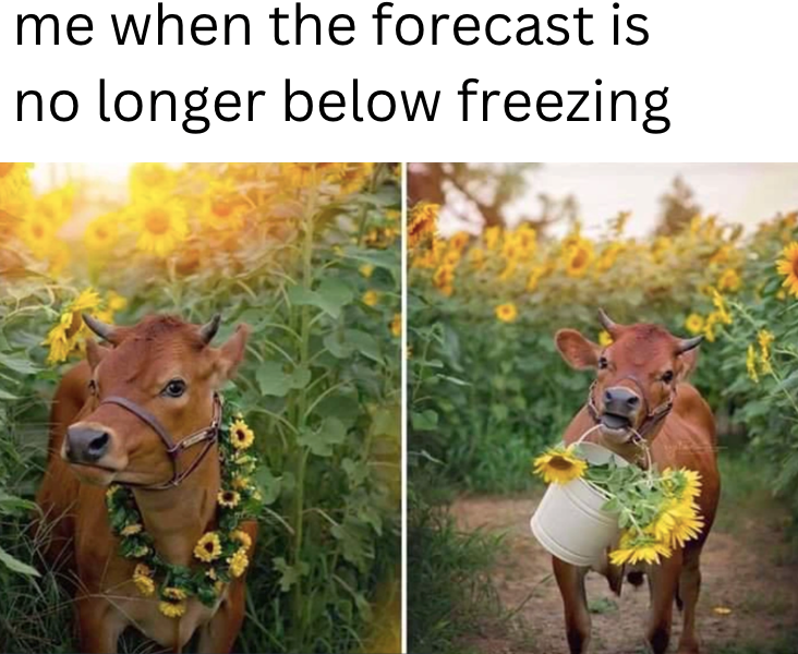 me when the forecast is no longer below freezing