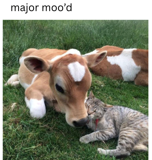 major moo'd