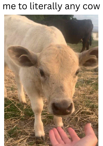 me to literally any cow