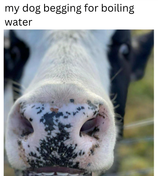 my dog begging for boiling water