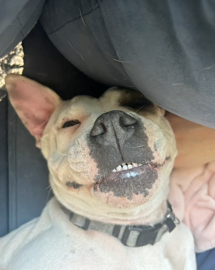 ‘Get your dogs spayed, let them be the baby’: Dog foster mom shares video that shines a light on why you shouldn't let your dog ‘experience motherhood’