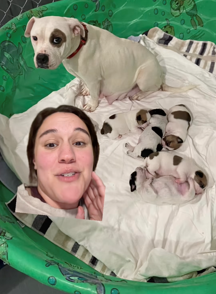 ‘Get your dogs spayed, let them be the baby’: Dog foster mom shares video that shines a light on why you shouldn't let your dog ‘experience motherhood’
