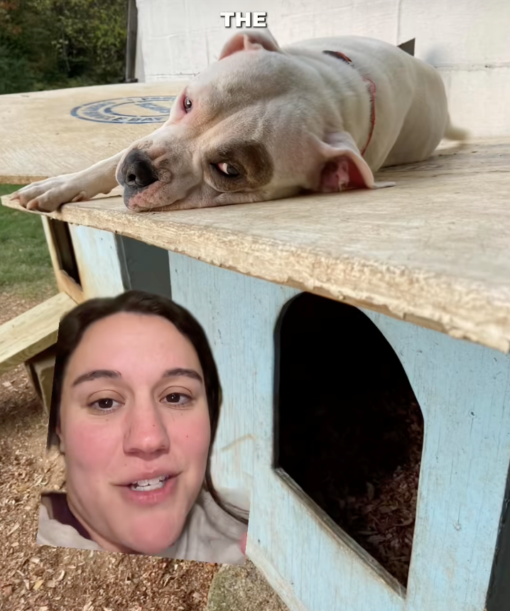 ‘Get your dogs spayed, let them be the baby’: Dog foster mom shares video that shines a light on why you shouldn't let your dog ‘experience motherhood’