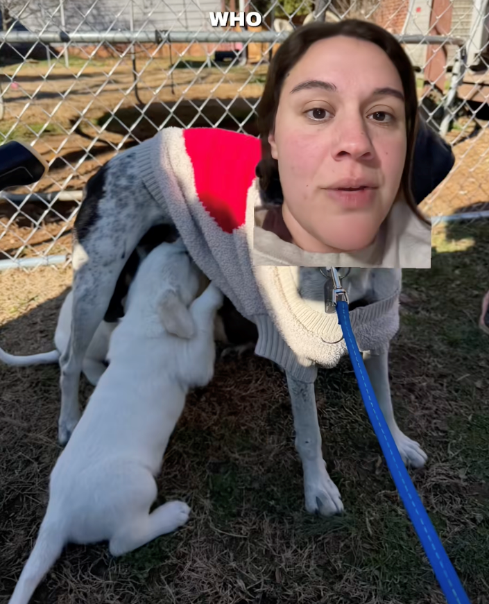 ‘Get your dogs spayed, let them be the baby’: Dog foster mom shares video that shines a light on why you shouldn't let your dog ‘experience motherhood’