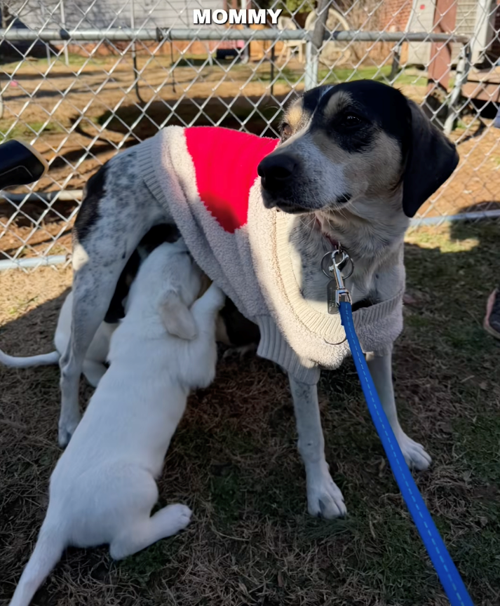 ‘Get your dogs spayed, let them be the baby’: Dog foster mom shares video that shines a light on why you shouldn't let your dog ‘experience motherhood’
