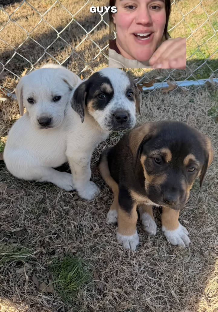 ‘Get your dogs spayed, let them be the baby’: Dog foster mom shares video that shines a light on why you shouldn't let your dog ‘experience motherhood’