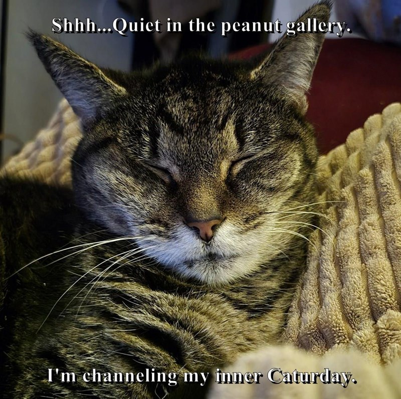 Cheezburger Image 10612692480