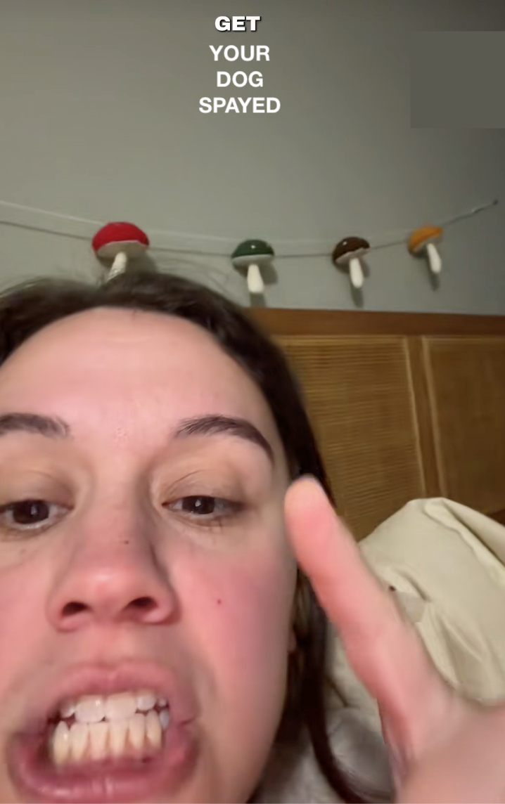 ‘Get your dogs spayed, let them be the baby’: Dog foster mom shares video that shines a light on why you shouldn't let your dog ‘experience motherhood’