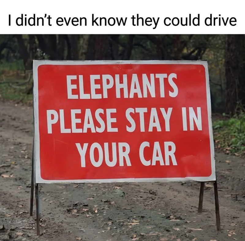 I didn't even know they could drive ELEPHANTS PLEASE STAY IN YOUR CAR